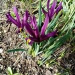 Iris reticulata Flower