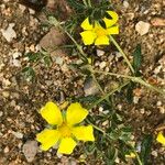 Potentilla inclinata 花