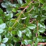 Berberis darwinii Bark