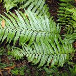 Dryopteris filix-mas Blad