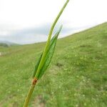 Bistorta vivipara Leaf