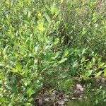 Salix phylicifolia Άλλα