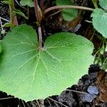 Petasites albus Leaf