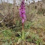 Orchis olbiensis फूल
