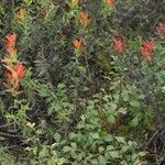 Castilleja tenuiflora Habit