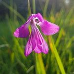 Gladiolus palustris Blüte