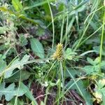 Cyperus aggregatus Кветка