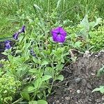 Petunia integrifolia Květ