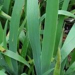 Sisyrinchium striatum Habit