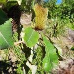 Banksia robur Цвят