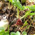 Asarum caudatum Çiçek