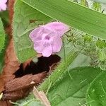 Clinopodium vulgare Квітка