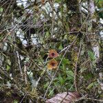 Telipogon costaricensis Кветка