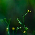 Utricularia gibba Flor