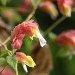 Justicia brandegeeana Flor