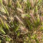 Hordeum marinum Плод