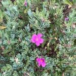 Cistus crispusКветка