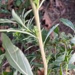 Amaranthus blitoides Bark