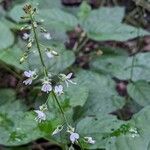 Circaea lutetiana Квітка