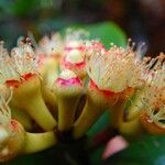 Syzygium multipetalum ᱵᱟᱦᱟ