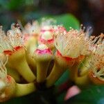 Syzygium multipetalum Кветка