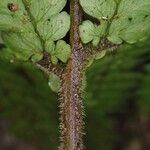 Triplophyllum pilosissimum Arall