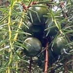 Juniperus cedrus Fruit