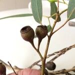 Eucalyptus leucoxylon Meyve