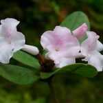 Rhododendron mogeanum 花