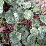 Cyclamen coum पत्ता