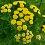 Tanacetum vulgareBloem