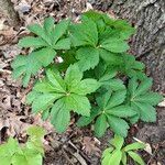 Sanicula canadensis Hoja