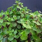 Peperomia humilis Облик