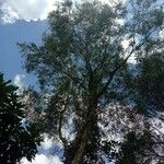 Acacia confusa Lehti