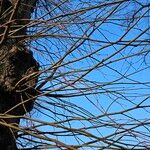 Tilia × europaea Bark