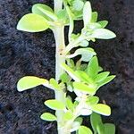 Pilea microphylla Folha