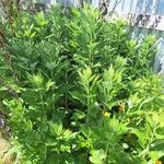 Artemisia suksdorfii Leaf