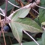 Passiflora suberosa Leaf