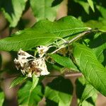 Buddleja auriculata Leaf