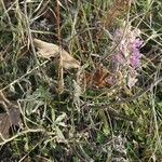 Lupinus formosus Habit