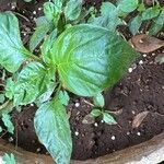 Capsicum annuumList