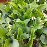 Convallaria majalis Цветок