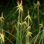 Carex pauciflora Arall