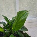 Spathiphyllum floribundumFolha