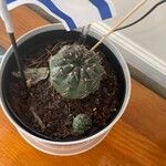 Gymnocalycium baldianum Leaf