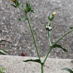 Picris echioides Květ