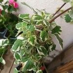 Coleus madagascariensis Leaf
