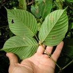 Dioclea malacocarpa Máis