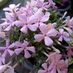 Phlox caespitosa 花