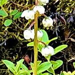 Pyrola media Flower